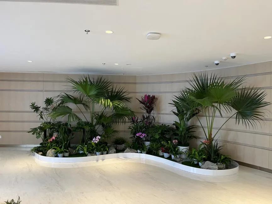 前湾植物租赁服务好